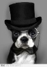 Avatar do Utilizador